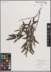 Foto von Salix eleagnos Scop.